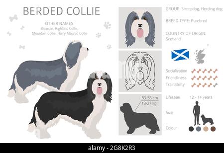 Clipart de collie barbu. Différentes couleurs de pelage et poses. Illustration vectorielle Illustration de Vecteur