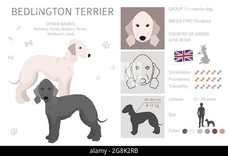 Clique de terrier de Bedlington. Différentes couleurs de pelage et poses. Illustration vectorielle Illustration de Vecteur