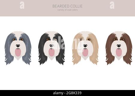 Clipart de collie barbu. Différentes couleurs de pelage et poses. Illustration vectorielle Illustration de Vecteur