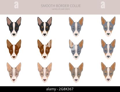 Contour lisse collie clipart. Différentes poses, ensemble de couleurs de pelage. Illustration vectorielle Illustration de Vecteur