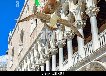 Un mouette volant sur la place italienne San Marco de la ville de Venise en Italie avec la colonnade du palais de Doge derrière. Banque D'Images