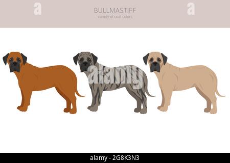 Un copart de Bullmastiff. Différentes couleurs de pelage et poses. Illustration vectorielle Illustration de Vecteur