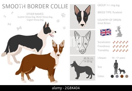 Contour lisse collie clipart. Différentes poses, ensemble de couleurs de pelage. Illustration vectorielle Illustration de Vecteur