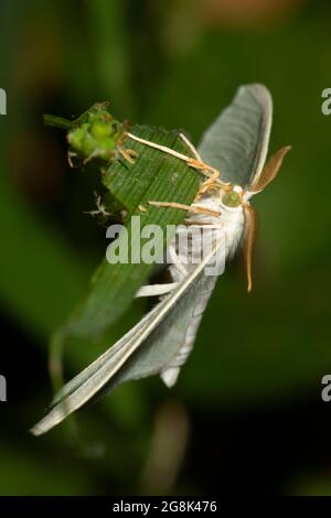 Moth, parc national de Spring Mill, Indiana Banque D'Images