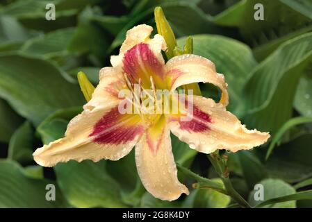 Des gouttes de pluie sur une fleur de nénuphars colorée avec des pétales jaune pâle et un motif rouge vif sur trois pétales. Hemerocallis 'Patricia Snider Memorial.' Banque D'Images
