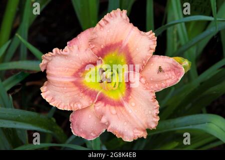 Nénuphars multicolore aux pétales roses rouges et aux yeux rouges entourant une gorge verte (Hemerocallis « Elegant Candy »). Petite mouche sur le pétale Banque D'Images