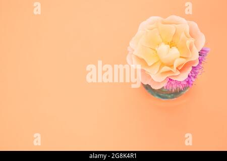 Beau jardin orange rose et fleurs violettes dans un vase sur fond orange Banque D'Images