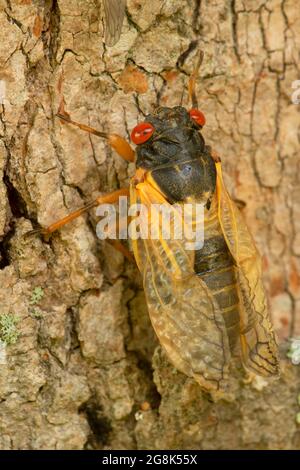 Cicada, parc national de Clifty Canyon, Indiana Banque D'Images