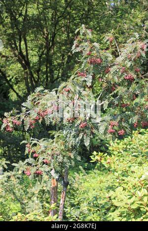 Sorbus vilmorinii à Wageningen, pays-Bas Banque D'Images