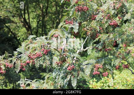 Sorbus vilmorinii à Wageningen, pays-Bas Banque D'Images