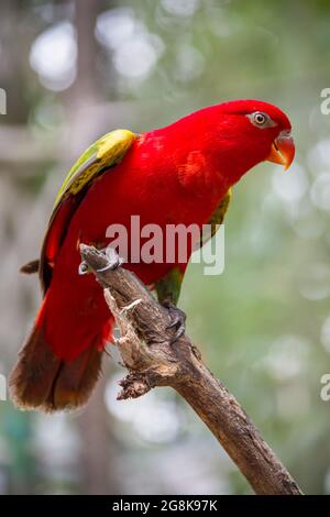 Le lory (Lorius garrulus) est un perroquet forestier endémique au nord de Maluku, en Indonésie. Il est considéré comme vulnérable. Banque D'Images