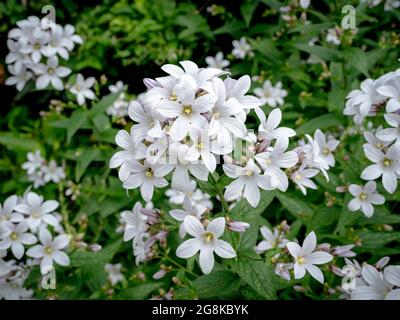 Jolies fleurs de bellflower laiteuses, Campanula lactiflora Alba Banque D'Images