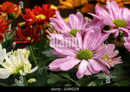 Gros plan de fleurs bushy vibrantes, alias Dumosus aster, avec de petites gouttelettes d'eau sur elles Banque D'Images