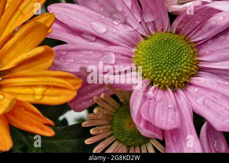 Gros plan de fleurs d'aster bushy colorées avec de petites gouttelettes d'eau sur leurs pétales Banque D'Images