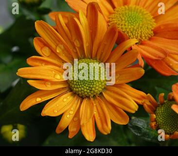 Vue de dessus d'une aster bushy orange vif, communément appelé aster dumosus, avec des gouttes d'eau dessus Banque D'Images