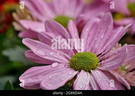 Gros plan d'une belle aster violet bushy, alias aster dumosus, avec de petites gouttelettes d'eau dessus Banque D'Images