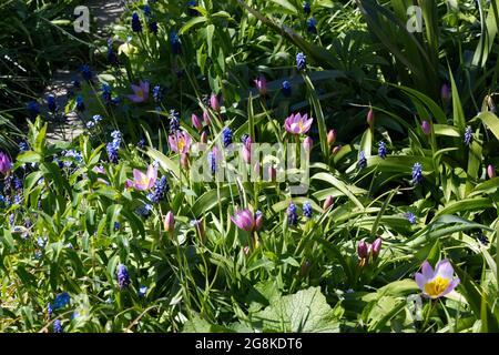 Tulipe à fleurs roses Bakeri, merveille lilas et bleu Muscari latifolium (jacinthe de raisin) dans un jardin de printemps britannique. Avril Banque D'Images