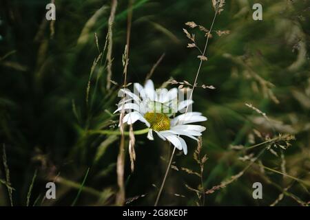 sauterelle sur margarite dans un champ en allemagne Banque D'Images