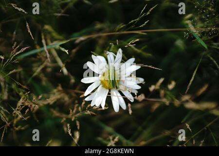 sauterelle sur margarite dans un champ en allemagne Banque D'Images
