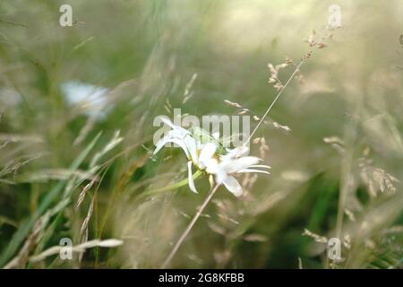 sauterelle sur margarite dans un champ en allemagne Banque D'Images
