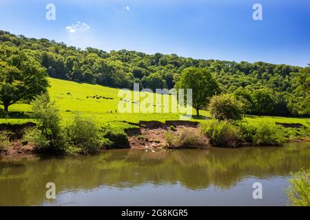 La rivière Wye sous Coppet Hill, près de Symonds Yat, Gloucestershire, Royaume-Uni. Banque D'Images