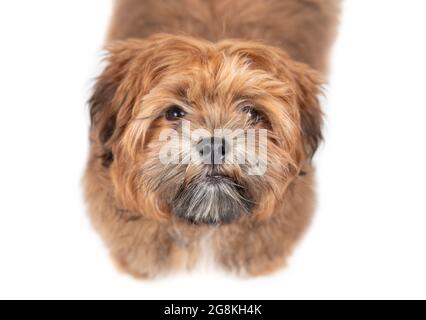 Chien de chiot regardant vers le haut. chien de 6 mois qui a besoin d'être toilettant ou découpés. Couleur abricot clair et nez noir. Connu sous le nom d'ours en peluche Zuchon, Shichon ou Fuzzy Banque D'Images