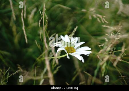 sauterelle sur margarite dans un champ en allemagne Banque D'Images