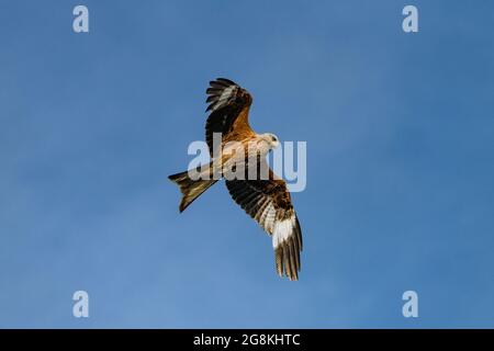 Portrait d'un cerf-volant rouge dans le ciel bleu au-dessus de la campagne anglaise Banque D'Images