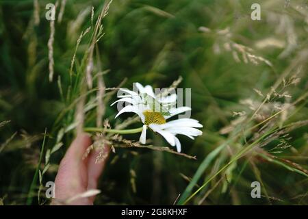 sauterelle sur margarite dans un champ en allemagne Banque D'Images