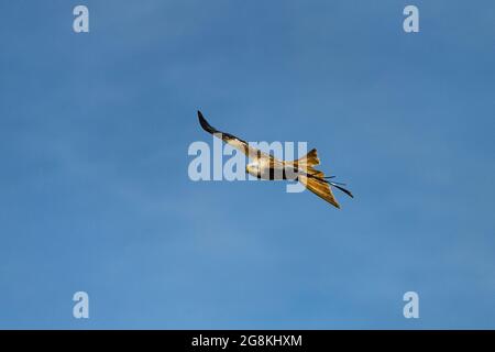 Cerf-volant rouge pris dans la lumière du soleil, dans un ciel bleu au-dessus du côté de la campagne anglaise Banque D'Images