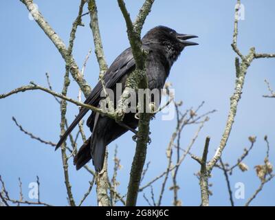 le corbeau-carrion corvus corone oiseau de passereau de la famille des corvidés Banque D'Images