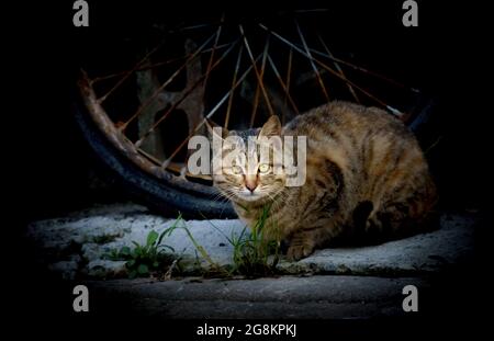 MOKPO, CORÉE DU SUD - 01 mars 2016 : un joli chat errant qui se trouve sur le trottoir capturé à Mokpo City, Corée du Sud Banque D'Images