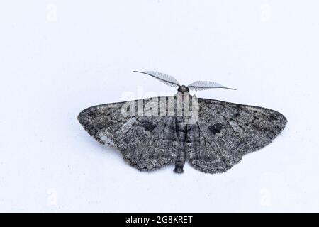 Saule Beauty Moth (Peribatodes rhomboidaria) Banque D'Images