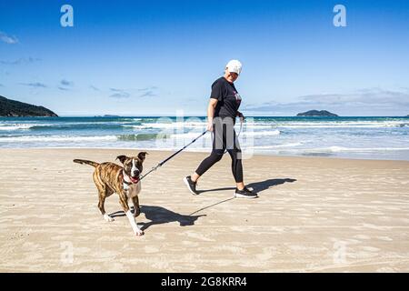 Femme marchant un chien à la plage d'Acores. Florianopolis, Santa Banque D'Images