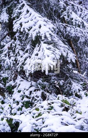 Branches d'épinette recouvertes de neige. Forêt enneigée. Paysage d'hiver dans la forêt. Banque D'Images