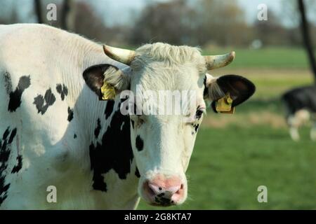 Portrait de la tête d'une vache noire et blanche sur la prairie Banque D'Images