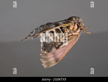 Pandora Moth, ou Pandora Pine Moth, Coloradia pandora, lors d'une éclosion de papillon dans le centre de l'Oregon, en 2021. Banque D'Images