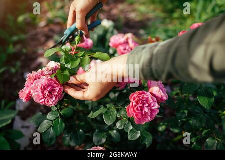 Femme mort sèche leonardo da vinci rose dans le jardin d'été. Jardinier coupant des fleurs sauvages à l'aide d'un sécateur. Banque D'Images