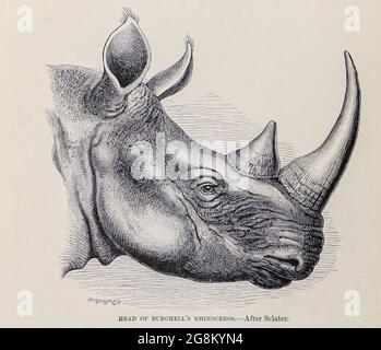 Tête des rhinocéros de Burchell le rhinocéros blanc du sud ou rhinocéros à lèvres carrées du sud (Ceratotherium simum simum) est l'une des deux sous-espèces des rhinocéros blancs du livre « Royal Natural History » Volume 2 édité par Richard Lydekker, publié à Londres par Frederick Warne & Co en 1893-1894 Banque D'Images
