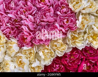 Gros plan des fleurs artificielles colorées du tissu, sur le mur du centre commercial pour la décoration dans le festival pour le bien-être de la cu Banque D'Images