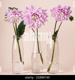 Fleurs de dahlia roses en bouteilles de verre sur fond de couleur pêche. Banque D'Images