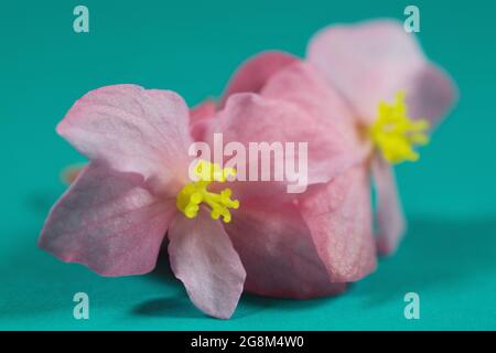 La petite begonia erythrophylla fleurit sur un fond vert. Banque D'Images