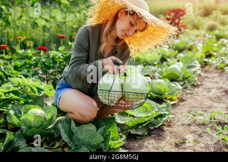 Jeune femme jardinier cueillant le chou dans le jardin d'été mettant la récolte de légumes dans le panier. Récolte de légumes biologiques. Une alimentation saine Banque D'Images