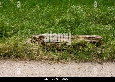 Tronc d'arbre mort tombé dans un champ de blé Banque D'Images