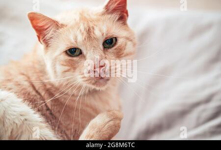 Chat brun clair ou beige avec les yeux verts, reposant sur le lit, regardant curieux, détail gros plan. Banque D'Images