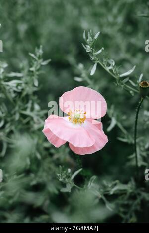 Gros plan d'une fleur rose de lindeyes sur fond flou Banque D'Images