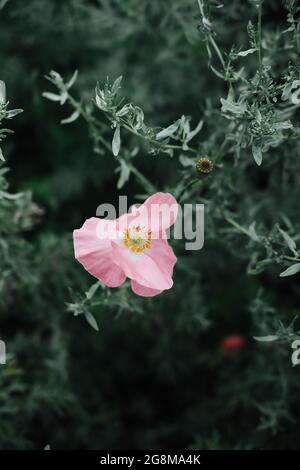 Coquelicot rose à longue tête sur l'arbuste dans le jardin Banque D'Images