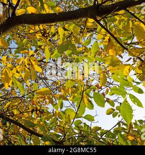 Noyer, Juglans regia, en automne Banque D'Images