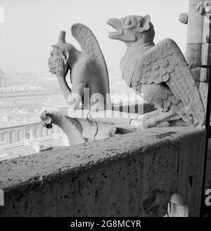 Années 1950, historique, la chimère de la cathédrale notre-Dame au-dessus de la ville de Paris, France. Contrairement aux célèbres gargouilles de notre-Dame, ces sculptures en pierre calcaire grotesques conçues comme des becs pour transporter l'eau de pluie loin du toit, ne dépassent pas des murs extérieurs. Au lieu de cela, ils bordent la Galerie des Chimères, un balcon qui relie les deux clochers. En se regardant au-dessus de la balustrade, où ils gardent le contrôle de la ville ci-dessous, ils ont été un nouvel ajout à la cathédrale au milieu des années 1800 lorsqu'elle a subi la restauration. Banque D'Images