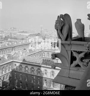 Années 1950, historique, la chimère de la cathédrale notre-Dame au-dessus de la ville de Paris, France. Contrairement aux célèbres gargouilles de notre-Dame, les figures de calcaire grotesques qui agissent comme des becs pour transmettre l'eau de pluie loin du toit, les statues de pierre de chimère ne dépassent pas des murs extérieurs. Au lieu de cela, ils bordent la Galerie des Chimères, un balcon qui relie les deux clochers. En se regardant au-dessus de la balustrade, où ils gardent le contrôle de la ville ci-dessous, ils ont été un nouvel ajout à la cathédrale au milieu des années 1800 lorsqu'elle a subi la restauration. Banque D'Images